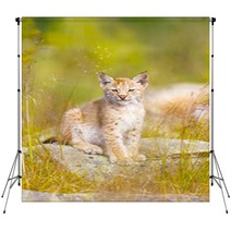 Cute Lynx Cub Sits In Grass Backdrops 99784223