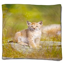 Cute Lynx Cub Sits In Grass Blankets 99784223