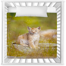 Cute Lynx Cub Sits In Grass Nursery Decor 99784223