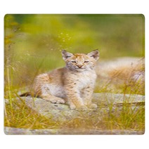Cute Lynx Cub Sits In Grass Rugs 99784223