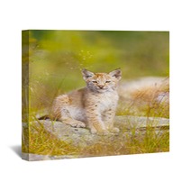 Cute Lynx Cub Sits In Grass Wall Art 99784223