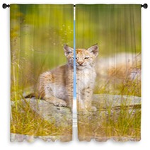 Cute Lynx Cub Sits In Grass Window Curtains 99784223