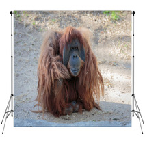 Cute Orangutang Backdrops 99520757