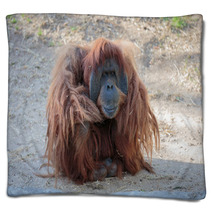 Cute Orangutang Blankets 99520757