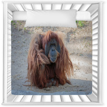 Cute Orangutang Nursery Decor 99520757