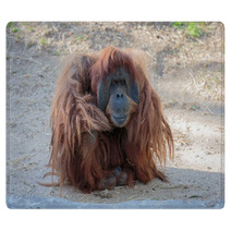 Cute Orangutang Rugs 99520757