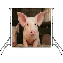 Cute Pig Backdrops 2747487