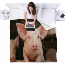 Cute Pig Blankets 2747487