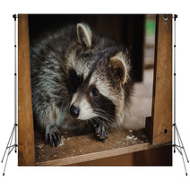 Cute Raccoon Face Action Animals Backdrops 100610033