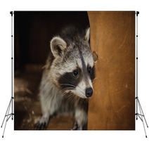 Cute Raccoon Face Action Animals Backdrops 100610038