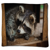 Cute Raccoon Face Action Animals Blankets 100610033