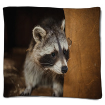 Cute Raccoon Face Action Animals Blankets 100610038