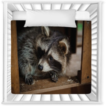 Cute Raccoon Face Action Animals Nursery Decor 100610033