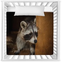 Cute Raccoon Face Action Animals Nursery Decor 100610038
