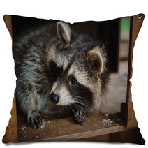 Cute Raccoon Face Action Animals Pillows 100610033