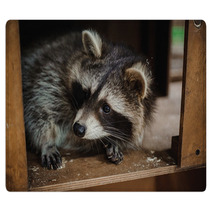 Cute Raccoon Face Action Animals Rugs 100610033