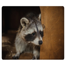 Cute Raccoon Face Action Animals Rugs 100610038