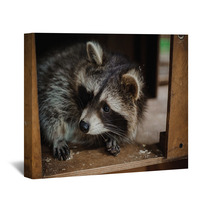 Cute Raccoon Face Action Animals Wall Art 100610033