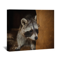 Cute Raccoon Face Action Animals Wall Art 100610038