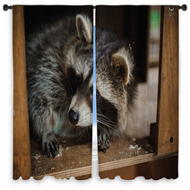 Cute Raccoon Face Action Animals Window Curtains 100610033
