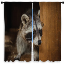 Cute Raccoon Face Action Animals Window Curtains 100610038