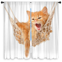 Cute Red-haired Kitten In Hammock Window Curtains 49687660