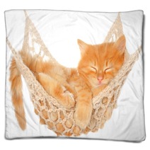 Cute Red Haired Kitten Sleeping In Hammock Blankets 53249652