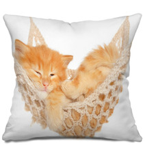 Cute Red Haired Kitten Sleeping In Hammock Pillows 57621484