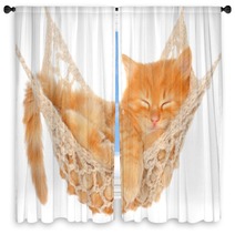 Cute Red Haired Kitten Sleeping In Hammock Window Curtains 53249652