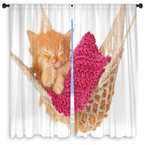 Cute Red Haired Kitten Sleeping In Hammock Window Curtains 55493916