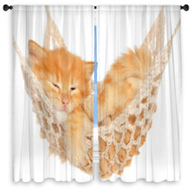 Cute Red Haired Kitten Sleeping In Hammock Window Curtains 57621484