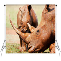 Cute Wild Baby White Rhino Playing With It's Mothers Horn Backdrops 65856034