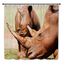 Cute Wild Baby White Rhino Playing With It's Mothers Horn Bath Decor 65856034