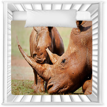Cute Wild Baby White Rhino Playing With It's Mothers Horn Nursery Decor 65856034