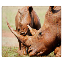 Cute Wild Baby White Rhino Playing With It's Mothers Horn Rugs 65856034