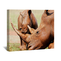 Cute Wild Baby White Rhino Playing With It's Mothers Horn Wall Art 65856034