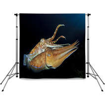 Cuttlefish Pair Sex Mating Backdrops 76615867