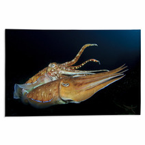 Cuttlefish Pair Sex Mating Rugs 76615867
