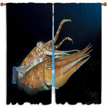 Cuttlefish Pair Sex Mating Window Curtains 76615867
