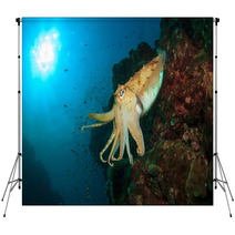 Cuttlefish Underwater In Ocean Backdrops 76708659