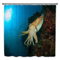 Cuttlefish Underwater In Ocean Bath Decor 76708659