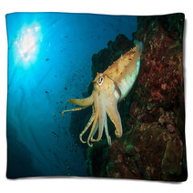 Cuttlefish Underwater In Ocean Blankets 76708659