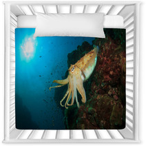 Cuttlefish Underwater In Ocean Nursery Decor 76708659
