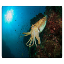 Cuttlefish Underwater In Ocean Rugs 76708659