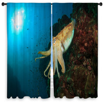 Cuttlefish Underwater In Ocean Window Curtains 76708659