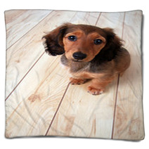 Dachshund Puppy Blankets 62276340