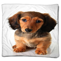 Dachshund Puppy Blankets 62337958
