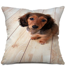 Dachshund Puppy Pillows 62276340