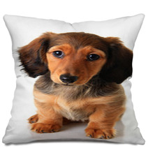 Dachshund Puppy Pillows 62337958