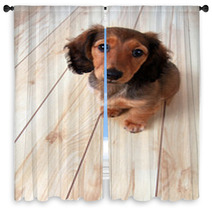 Dachshund Puppy Window Curtains 62276340
